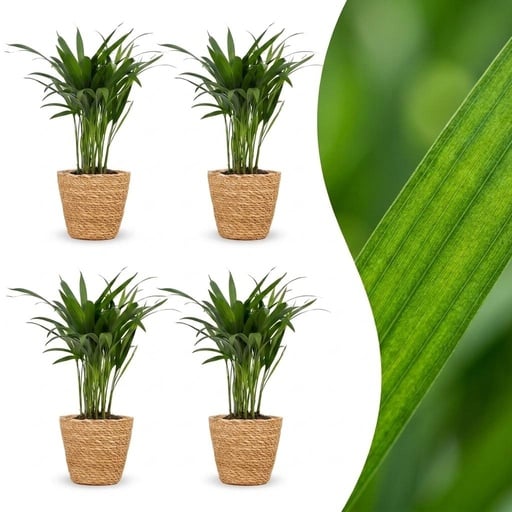 "Areca Lutescens - Goldfruchtpalme - 4 Pflanzen - mit Korb - Topf 12cm - Höhe - 45cm image"