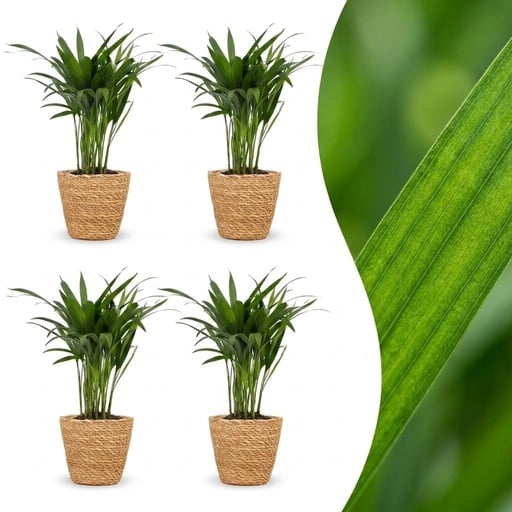 "Goldfruchtpalme 4er-Set (Dypsis lutescens) – pflegeleichte Zimmerpflanze, im Dekokorb, Topf-Ø 12 cm, Höhe ca. 45 cm image"