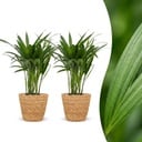 Areca Lutescens - Goldfruchtpalme - 2 Pflanzen - mit Seegraskorb - Topf 12cm - Höhe 45cm