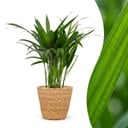 Areca Lutescens - Goldfruchtpalme - 1 Pflanze - mit Korb - Topf 12cm - Höhe - 45cm