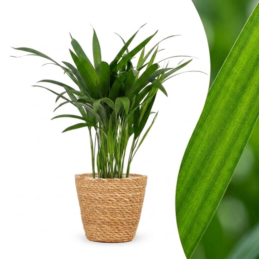 "Areca Lutescens - Goldfruchtpalme - 1 Pflanze - mit Korb - Topf 12cm - Höhe - 45cm image"