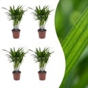 Areca Lutescens - Goldfruchtpalme - 4 Pflanzen - Topf 12cm - Höhe - 45cm