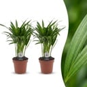 Areca Lutescens - Goldfruchtpalme - 2 Pflanzen - Topf 12cm - Höhe - 45cm