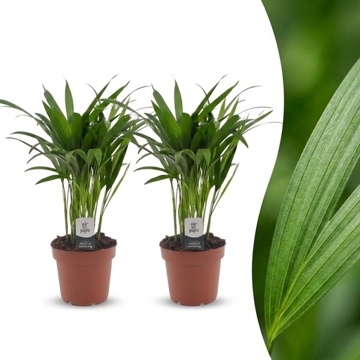 "Areca Lutescens - Goldfruchtpalme - 2 Pflanzen - Topf 12cm - Höhe - 45cm image"