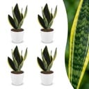 Sansevieria Future Superb - Bogenhanf - 4 Pflanzen - mit Potter Weiß - Topf 12cm - Höhe - 35cm