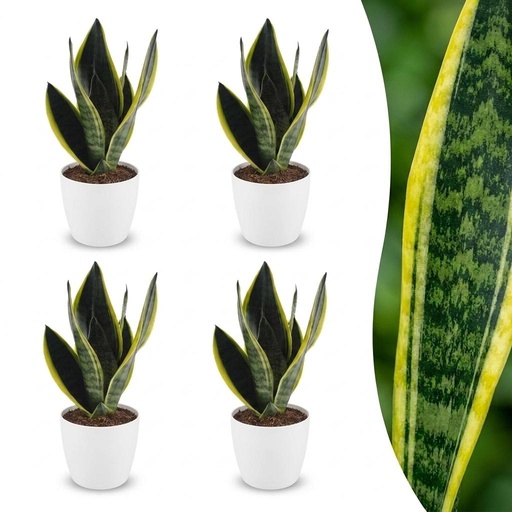 "Bogenhanf (Sansevieria trifasciata) – pflegeleichte Zimmerpflanze, Höhe ca. 12 cm image"