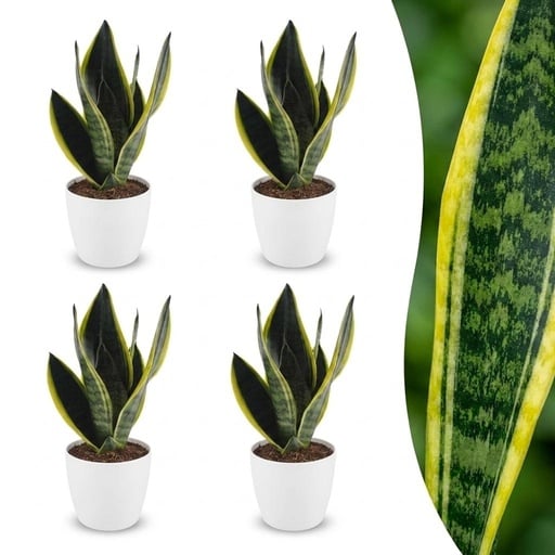 "Bogenhanf 'Future Superb' 4er-Set (Sansevieria) – pflegeleichte Zimmerpflanze, im weißen Übertopf, Topf-Ø 12 cm, Höhe ca. 35 cm image"