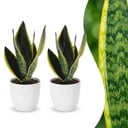 Sansevieria Future Superb - Bogenhanf - 2 Pflanzen - mit Weißem Topf - Topf 12cm - Höhe - 35cm