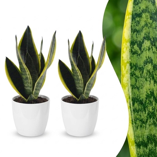 "Sansevieria Future Superb - Bogenhanf - 2 Pflanzen - mit Weißem Topf - Topf 12cm - Höhe - 35cm image"