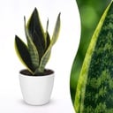 Sansevieria Future Superb - Bogenhanf - 1 Pflanze - mit Weißem Topf - Topf 12cm - Höhe - 35cm