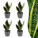 Sansevieria Future Superb - Bogenhanf - 4 Pflanzen - mit Potter Grijs - Topf 12cm - Höhe - 35cm