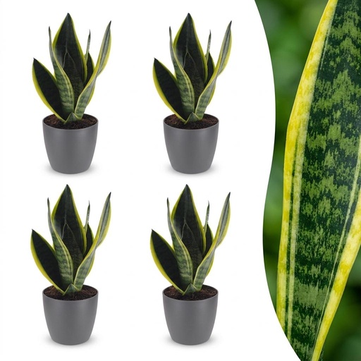 "Sansevieria Future Superb - Bogenhanf - 4 Pflanzen - mit Potter Grijs - Topf 12cm - Höhe - 35cm image"