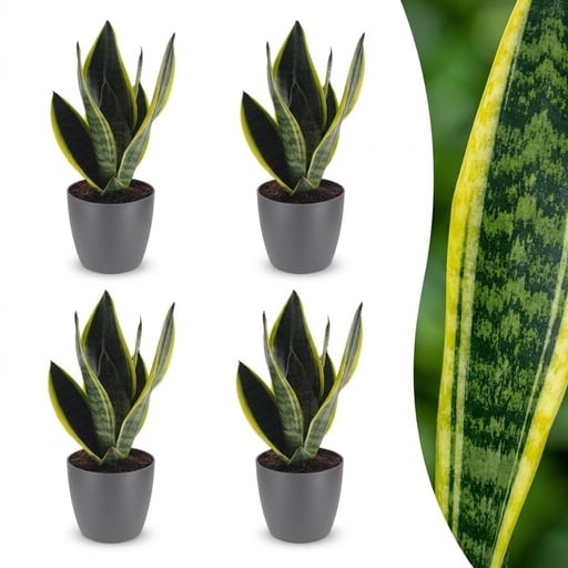 "Bogenhanf 'Future Superb' 4er-Set (Sansevieria) – pflegeleichte Zimmerpflanze, im grauen Übertopf, Topf-Ø 12 cm, Höhe ca. 35 cm image"