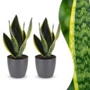 Sansevieria Future Superb - Bogenhanf - 2 Pflanzen - mit Potter Grau - Topf 12cm - Höhe - 35cm