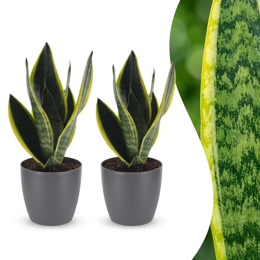 "Bogenhanf (Sansevieria trifasciata) – pflegeleichte Zimmerpflanze, Höhe ca. 12 cm image"