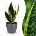 Sansevieria Future Superb - Bogenhanf - 1 Plant - mit Potter Grijs - Topf 12cm - Höhe - 35cm