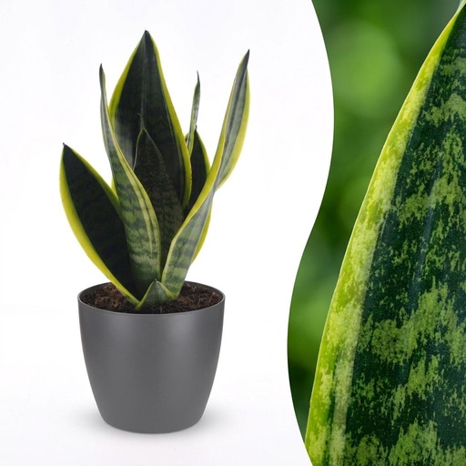 "Sansevieria Future Superb - Bogenhanf - 1 Plant - mit Potter Grijs - Topf 12cm - Höhe - 35cm image"
