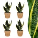 Sansevieria Future Superb - Bogenhanf - 4 Pflanzen - mit Korb - Topf 12cm - Höhe 35cm