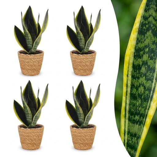 "Sansevieria Future Superb - Bogenhanf - 4 Pflanzen - mit Korb - Topf 12cm - Höhe 35cm image"