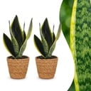 Sansevieria Future Superb - Bogenhanf - 2 Pflanzen - mit Korb - Topf 12cm - Höhe 35cm
