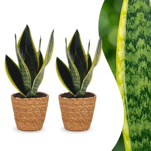 "Sansevieria Future Superb - Bogenhanf - 2 Pflanzen - mit Korb - Topf 12cm - Höhe 35cm image"