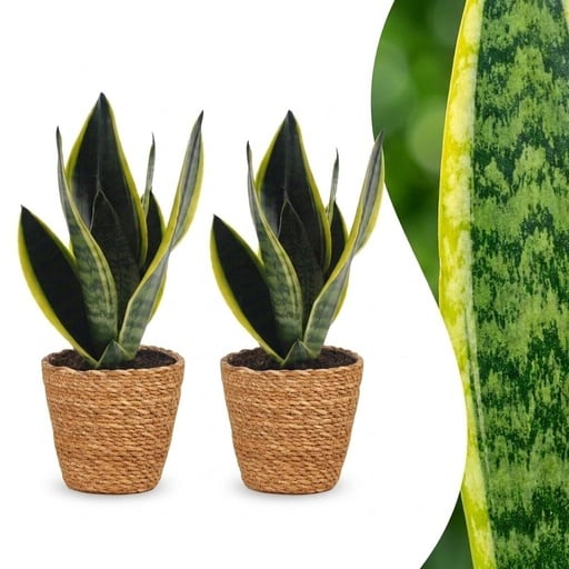 "Bogenhanf 'Future Superb' 2er-Set (Sansevieria) – pflegeleichte Zimmerpflanze, im Dekokorb, Topf-Ø 12 cm, Höhe ca. 35 cm image"