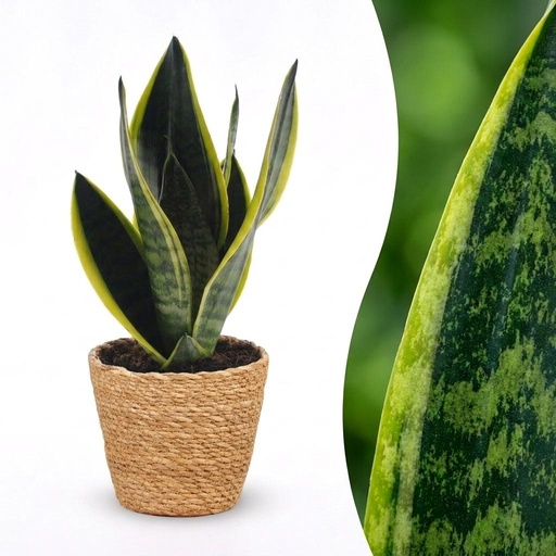 "Sansevieria Future Superb - Bogenhanf - 1 Pflanze - mit Korb - Topf 12cm - Höhe 35cm image"