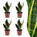 Sansevieria Future Superb - Bogenhanf - 4 Pflanzen - Topf 12cm - Höhe - 35cm
