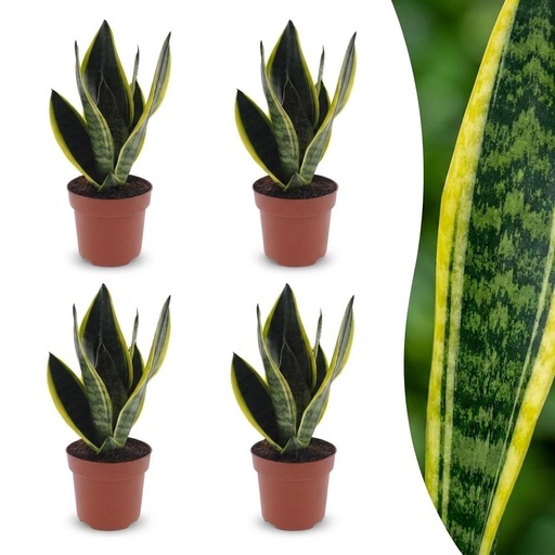 "Sansevieria Future Superb - Bogenhanf - 4 Pflanzen - Topf 12cm - Höhe - 35cm image"