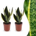 Sansevieria Future Superb - Bogenhanf - 2 Pflanzen - Topf 12cm - Höhe - 35cm