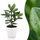 Clusia Princess - Clusia - 1 Pflanze - mit Potter Wit - Topf 12cm - Höhe - 40cm