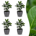 Clusia Princess - Clusia - 4 Pflanzen - mit Potter Grau - Topf 12cm - Höhe - 40cm