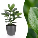 Clusia Princess - Clusia - 1 Pflanze - mit Grau Topf - Topf 12cm - Höhe - 40cm