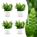 Asplenium Crispy Wave - Krauser Wellenfarn - 4 Pflanzen - mit Weißem Topf - Topf 12cm - Höhe - 30cm