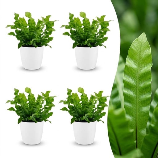 "Asplenium Crispy Wave - Krauser Wellenfarn - 4 Pflanzen - mit Weißem Topf - Topf 12cm - Höhe - 30cm image"