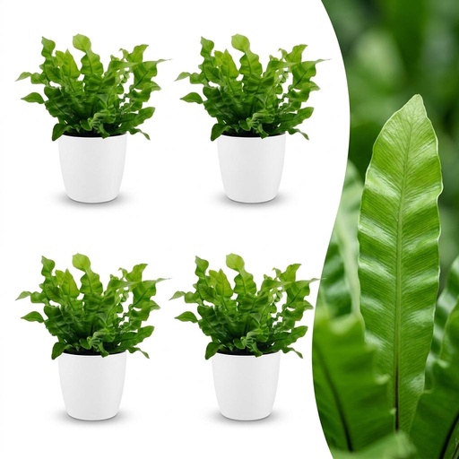 "Nestfarn (Asplenium nidus) – pflegeleichte Zimmerpflanze, Höhe ca. 12 cm image"