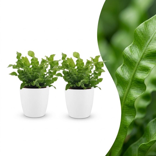 "Asplenium Crispy Wave - Krauser Wellenfarn - 2 Pflanzen - mit Potter Weiß - Topf 12cm - Höhe - 30cm image"