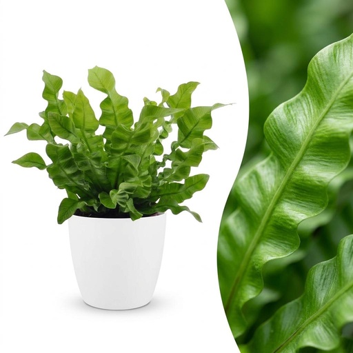 "Asplenium Crispy Wave - Krauser Wellenfarn - 1 Pflanze - mit Weißem Topf - Topf 12cm - Höhe - 30cm image"