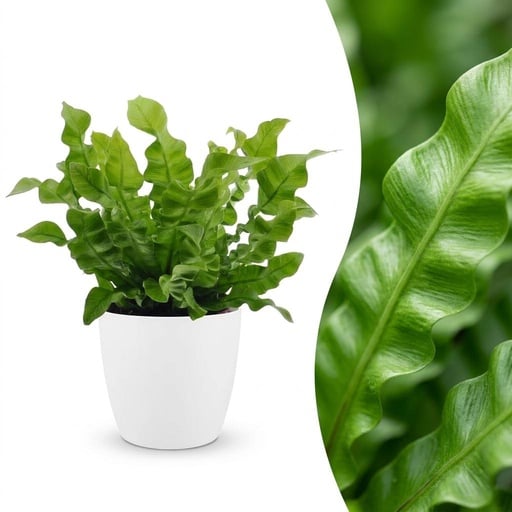 "Asplenium Crispy Wave - Krauser Wellenfarn - 1 Pflanze - mit Weißem Topf - Topf 12cm - Höhe - 30cm image"