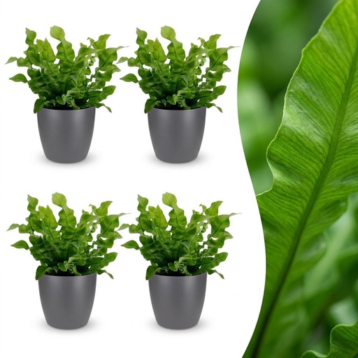 "Asplenium Crispy Wave - Krauser Wellenfarn - 4 Pflanzen - mit Potter Grijs - Topf 12cm - Höhe - 30cm image"
