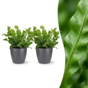 Asplenium Crispy Wave - Krauser Wellenfarn - 2 Pflanzen - mit Potter Grijs - Topf 12cm - Höhe - 30cm