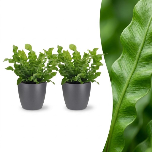 "Asplenium Crispy Wave - Krauser Wellenfarn - 2 Pflanzen - mit Potter Grijs - Topf 12cm - Höhe - 30cm image"