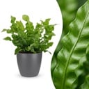 Asplenium Crispy Wave - Krauser Wellenfarn - 1 Plant - mit Potter Grijs - Topf 12cm - Höhe - 30cm