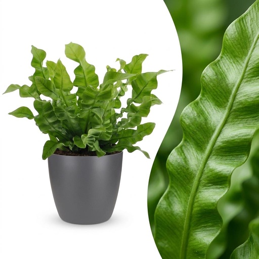 "Asplenium Crispy Wave - Krauser Wellenfarn - 1 Plant - mit Potter Grijs - Topf 12cm - Höhe - 30cm image"