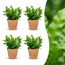 Asplenium Crispy Wave - Krauser Wellenfarn - 4 Pflanzen - mit Korb - Topf 12cm - Höhe - 30cm