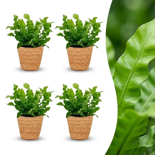 "Asplenium Crispy Wave - Krauser Wellenfarn - 4 Pflanzen - mit Korb - Topf 12cm - Höhe - 30cm image"