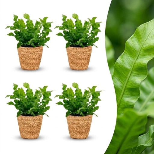 "Asplenium Crispy Wave - Krauser Wellenfarn - 4 Pflanzen - mit Korb - Topf 12cm - Höhe - 30cm image"