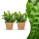 Asplenium Crispy Wave - Krauser Wellenfarn - 2 Pflanzen - mit Korb - Topf 12cm - Höhe - 30cm