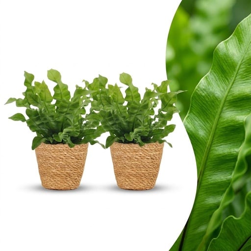 "Nestfarn (Asplenium nidus) – pflegeleichte Zimmerpflanze, im Dekokorb, Höhe ca. 12 cm image"