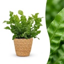 Asplenium Crispy Wave - Krauser Wellenfarn - 1 Pflanze - mit Korb - Topf 12cm - Höhe - 30cm